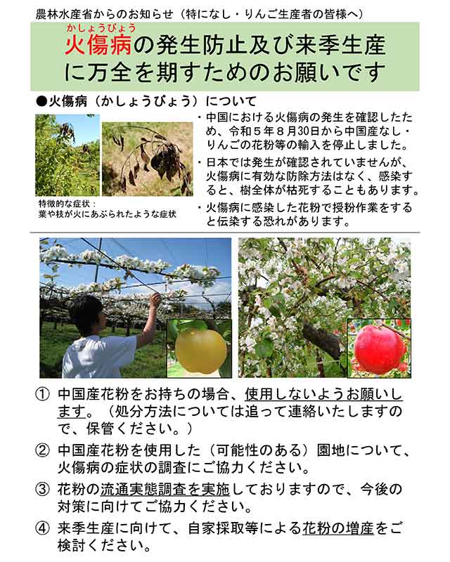中国で発生した梨やりんごの病気、火傷病の国内感染を防ぐために、8月30日から中国からの輸入花粉が禁輸措置となっています。